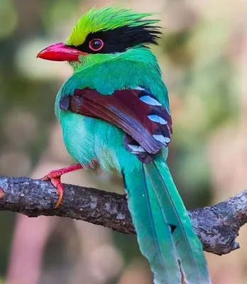 Невероятно красивые птицы