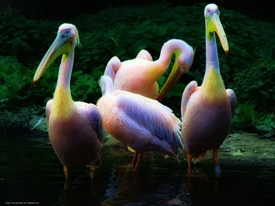 Яркие птицы с длинным клювом - 63 фото