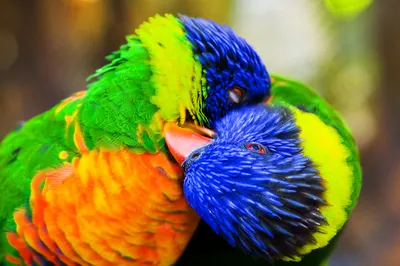 12 шт., декоративные Разноцветные птицы-перья, привязанные к ветке дерева |  AliExpress