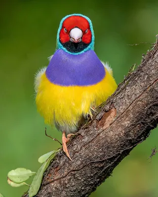 Тропические яркие птицы - 62 фото