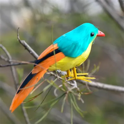 Потрясающие изображения самых красивых птиц для скачивания | Самые красивые  птицы на земле Фото №553711 скачать