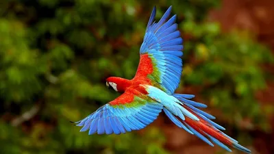 Милая реальная жизнь птица МОДЕЛЬ пены и пера Красочные Птицы подарок  садовое украшение около 16 см xf2884 | AliExpress