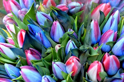 Букет из 51 тюльпана \"Разноцветные тюльпаны\" – купить недорого с доставкой  по Москве