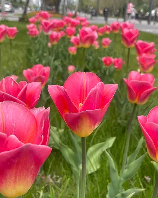 Купить «Тюльпаны ярко-розовые» с доставкой в Туле - «Марта»