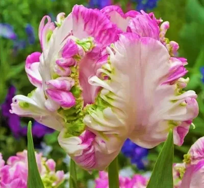 Фотообои Разноцветные тюльпаны», (арт. 1123) - купить в интернет-магазине  Chameleon