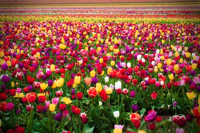 Фото Яркие весенние цветы-тюльпаны, фрезии и нарциссы