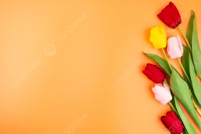 Тюльпаны, которые я считаю наиболее красивыми: яркие эффектные сорта |  GardenLife | Дзен