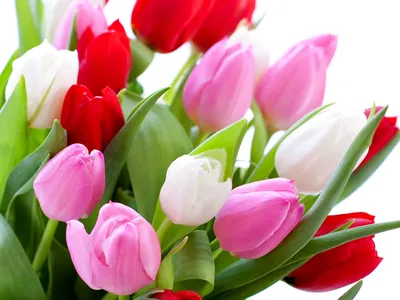 Фото Разноцветные тюльпан Поля Цветы Много