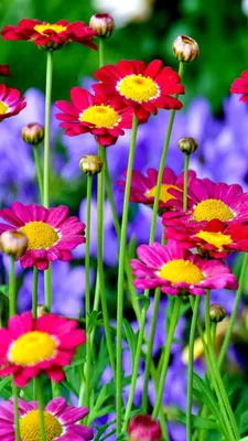 Красивые яркие цветы - 77 фото