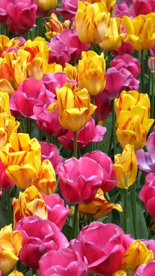29+ Яркие цветы обои на телефон от nkozlov
