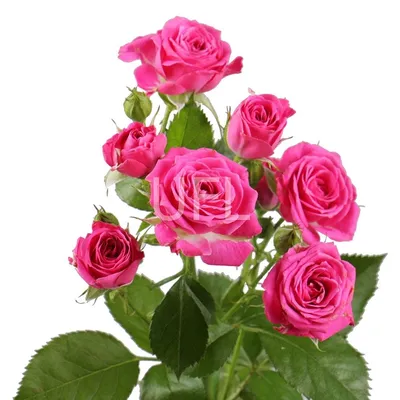 Заказать Букет \"Ярко-розовые розы в дизайн оформлении\" | Цветули -  уникальный сервис по доставке цветов без накруток и посредников в городе  Черкесск