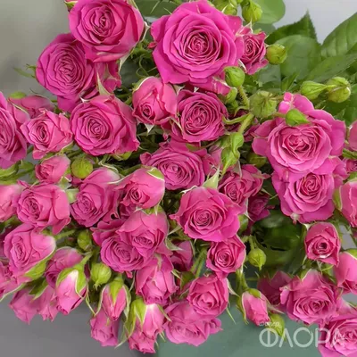 Букет из ярко-розовых роз купить в Кирове - бесплатная доставка цветов от  Дари Цветы