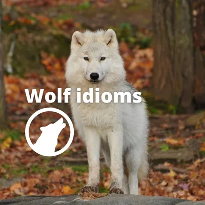 Wolf idioms: волчьи идиомы в картинках | Tell me about it! | Дзен