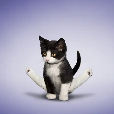 Животные занимаются йогой « FotoRelax | Cute cats, Cute cats and dogs, Dog  doing yoga