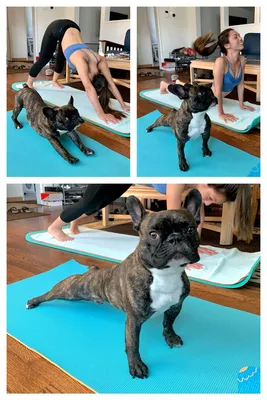 yoga dogs! | Dog doing yoga, Dog yoga, Dog pictures
