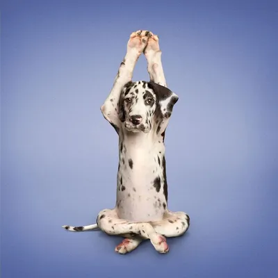 Животные занимаются йогой « FotoRelax | Dog doing yoga, Cat yoga, Cats