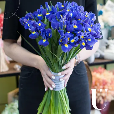 Ирис злаковидный (Iris graminea) купить в blumgarden.ru