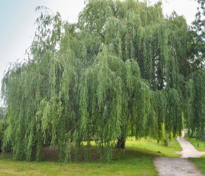 Ива белая, или Ива серебристая, или Ветла(лат. Salix alba)саженцы 30-40 см,  горшок 1л., цена в Новосибирске от компании Кирсанов Сергей Сергеевич