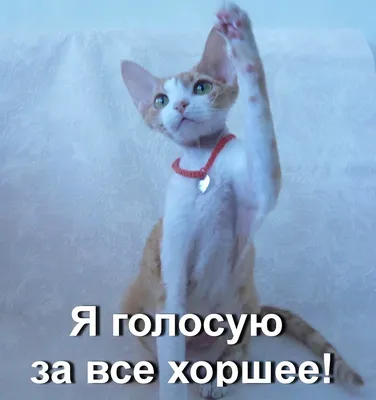 Юровчане также приняли участие в акции \"Я проголосовал! А ты?\"