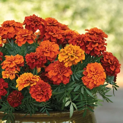 Бархатцы Гавриш Однолетние цветы для клумбы - купить по выгодным ценам в  интернет-магазине OZON (459726331)