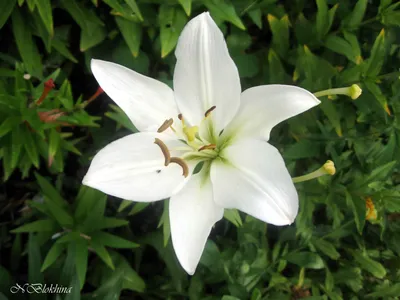 🏷 Декоративный цветок \"Белая лилия\" купить за 48.00грн. в ИМ Light-Deco -  ☎ 098 578-9789