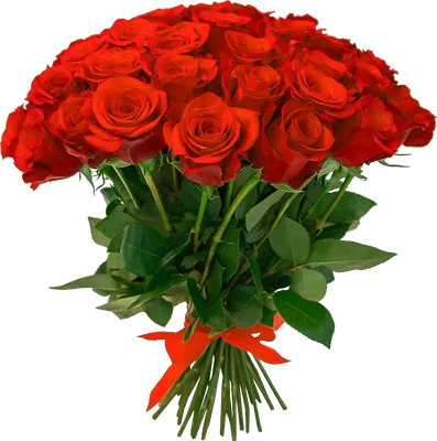 Бордюр Цветы Садовые розы Бумага, на прозрачном фоне, Цветочная композиция,  цветок, роза Заказать png | Klipartz