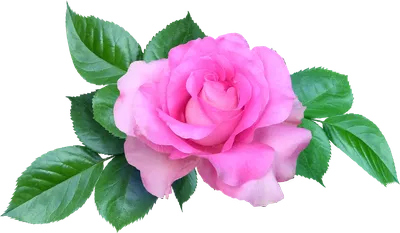 цветы фото картинки на прозрачном фоне: 13 тыс изображений найдено в… |  Rose frame, Digital flowers, Beautiful flowers
