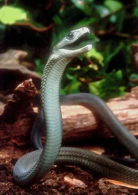 Самая быстрая змея в мире — она может догнать любого, а яд убивает в 100%  случаев