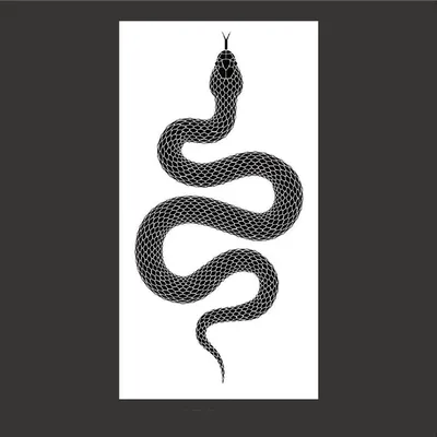 Змея черная мамба: как выглядит, где обитает и как действует ее яд | Вокруг  Света