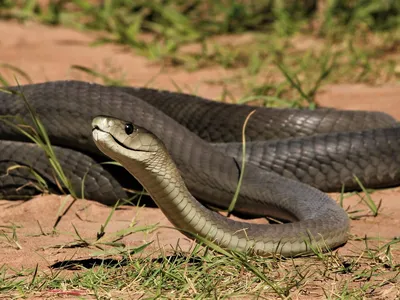 Черная змея в лесу - 73 фото