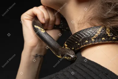 черных змей можно найти в Австралии, покажи мне фото черной змеи фон  картинки и Фото для бесплатной загрузки