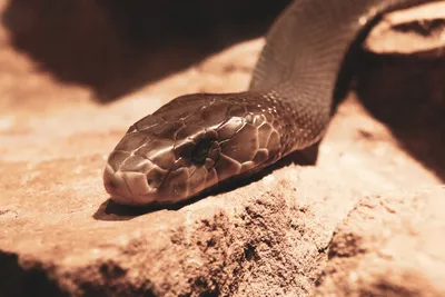 Чёрная мамба змея - красивые фото