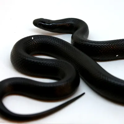 черная ядовитая змея, фото черной змеи, черная змея, покажи мне фото черной  змеи фон картинки и Фото для бесплатной загрузки