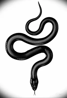 Королевская змея черная (самка) купить в интернет-магазине AQUA-SHOP
