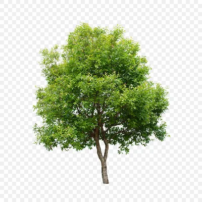 Железное дерево: описание, где растет, виды, применение