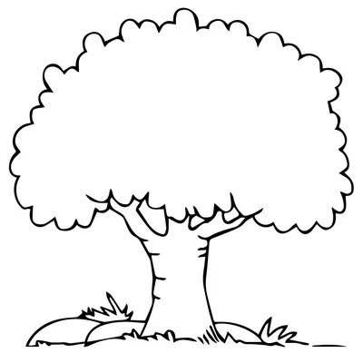 Колбасное дерево (Кигелия африканская)