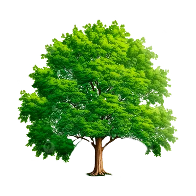 К чему снится дерево — сонник: дерево во сне | 7Дней.ру
