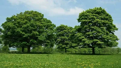 большое зеленое дерево PNG , большой, зеленый, зеленые растения PNG  картинки и пнг PSD рисунок для бесплатной загрузки