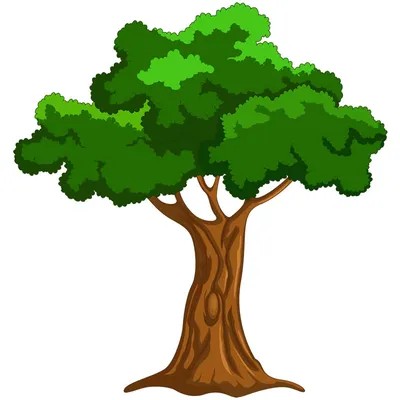 Как обрезать и формировать Толстянку, чтобы вырастить красивое Денежное  дерево | Klumba-plus | Дзен
