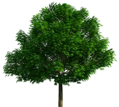 Дерево Баобаб
