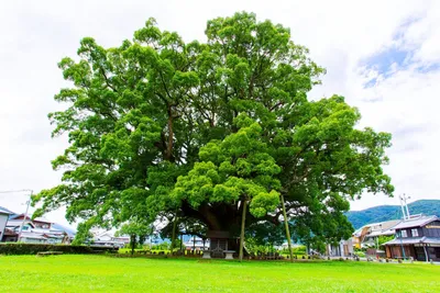 магнолия дерево с зелеными листьями растет во дворе дома на клумбе Стоковое  Изображение - изображение насчитывающей красивейшее, нежно: 225534333