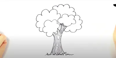 Как нарисовать дерево: карандашом поэтапно (100 фото): учимся рисовать  красивое дерево по эскизам от художника, уроки для начинающих