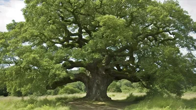 изображение огромного дуба посреди поля, что это за дерево на картинке,  какие, вопрос фон картинки и Фото для бесплатной загрузки