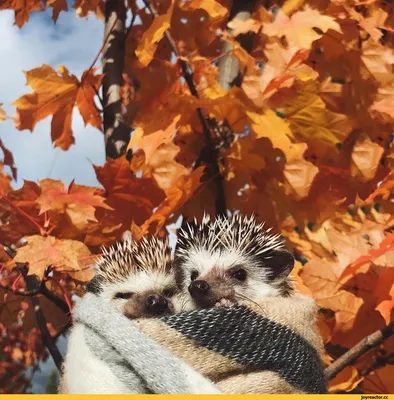 Купить \" Осенняя колыбель\" - рыжий, ежик, осень, картина из шерсти,  живопись шерстью, колыбель | Animal drawings, Felt animals, Needle felted  animals