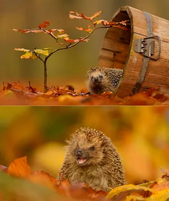 Осенний Ежик - красивые фото