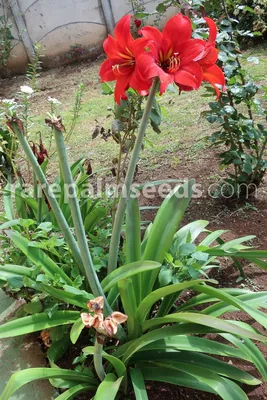 Hippeastrum Hybrid 'Red' – Buy seeds at rarepalmseeds.com