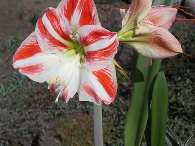 Hippeastrum Herb. | Plants of the World Online | Kew Science
