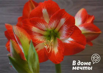 https://baucenter.ru/product/gippeastrum-13kh25-sm-ctg-29705-30202-30688-938000894/