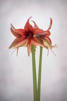 Hippeastrum hortorum hi-res stock photography and images - Alamy