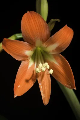 Hippeastrum Holland - Specialty Type 'Cleopatra' Amaryllis from Leo Berbee  Bulb Company
